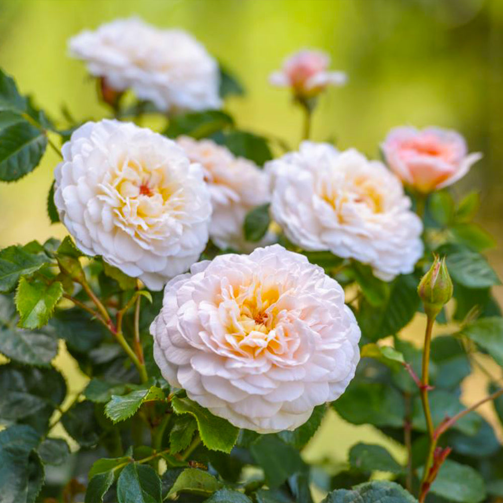 David Austin® Emily Brontë™ Rose Shrub