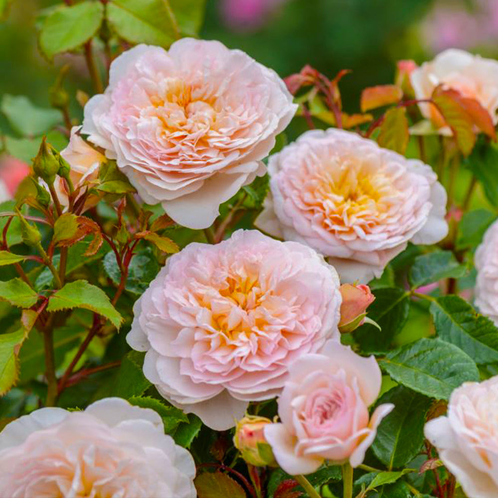 David Austin® Emily Brontë™ Rose Shrub