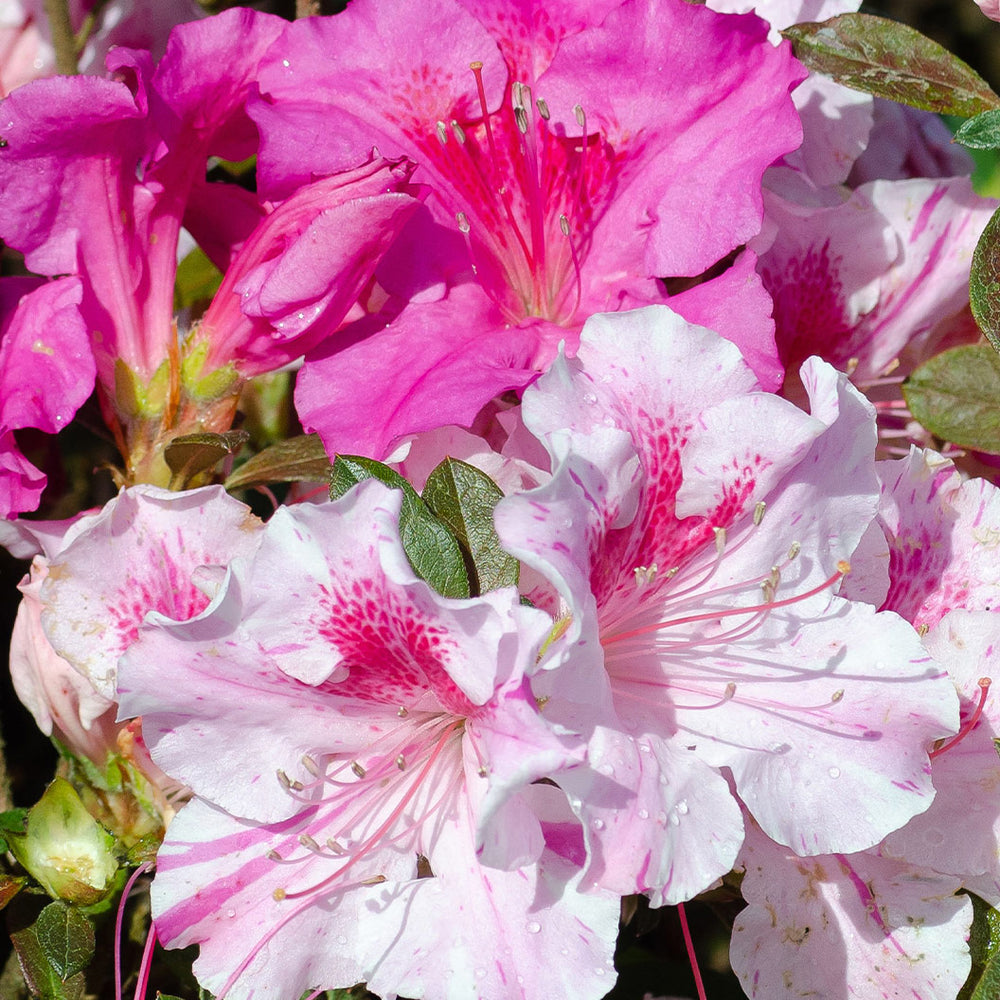 Autumn Twist® Encore® Azalea