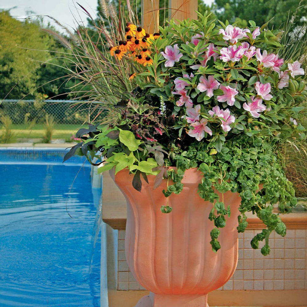 Autumn Twist® Encore® Azalea