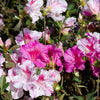 Autumn Twist® Encore® Azalea