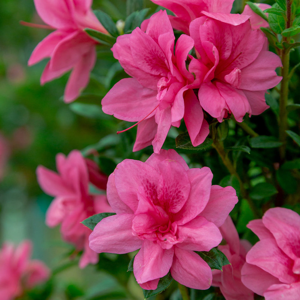 Autumn Empress® Encore® Azalea