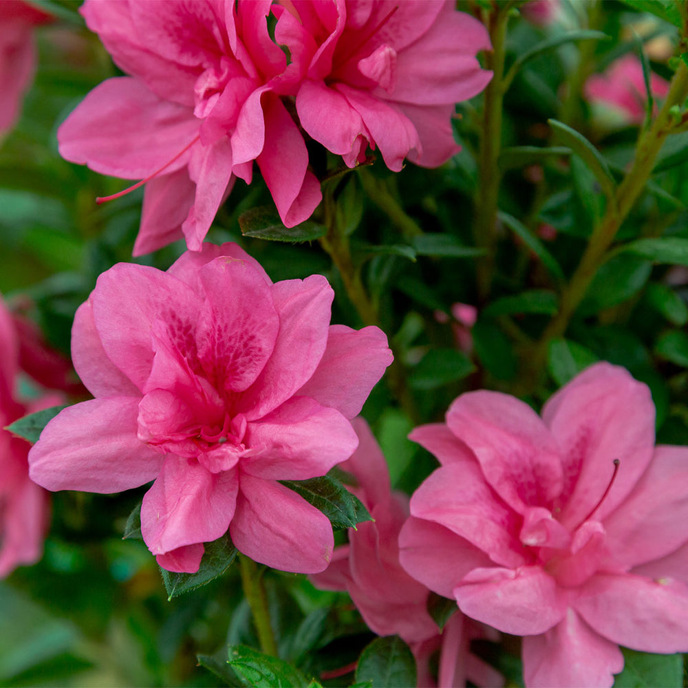 Autumn Empress® Encore® Azalea