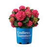 Endless Summer® Summer Crush® Hydrangea