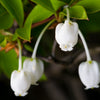 Enkianthus Perulatus Shrub
