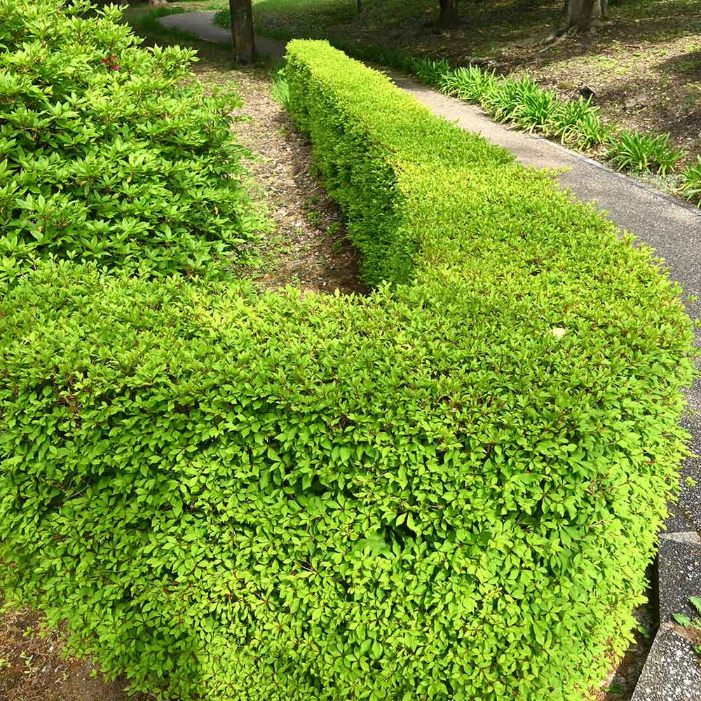Enkianthus Perulatus Shrub
