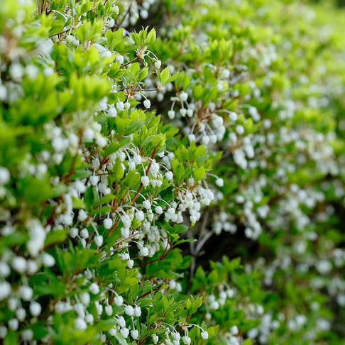 Enkianthus Perulatus Shrub