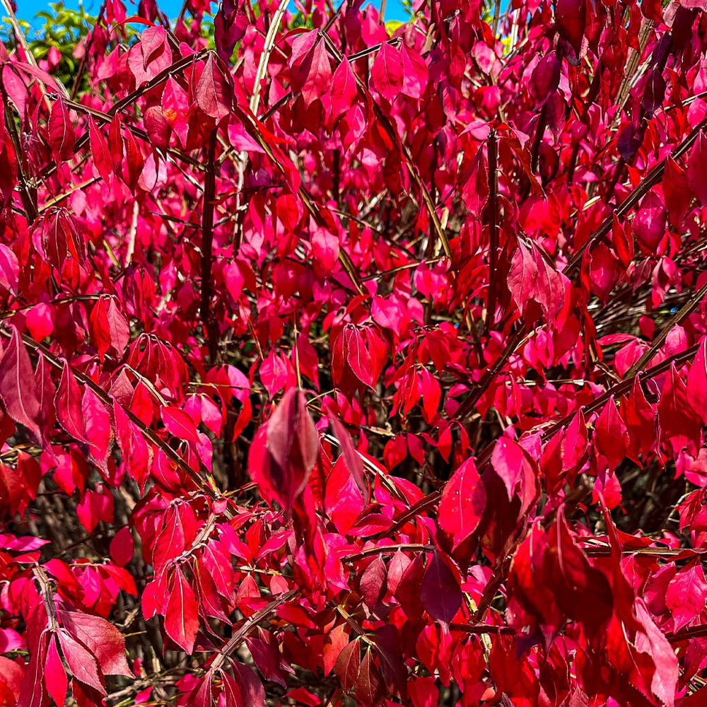 Enkianthus Perulatus Shrub