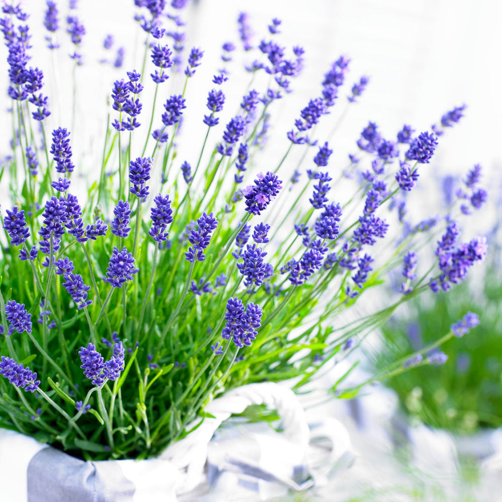 Essence Purple Lavender Plant