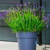 Essence Purple Lavender Plant