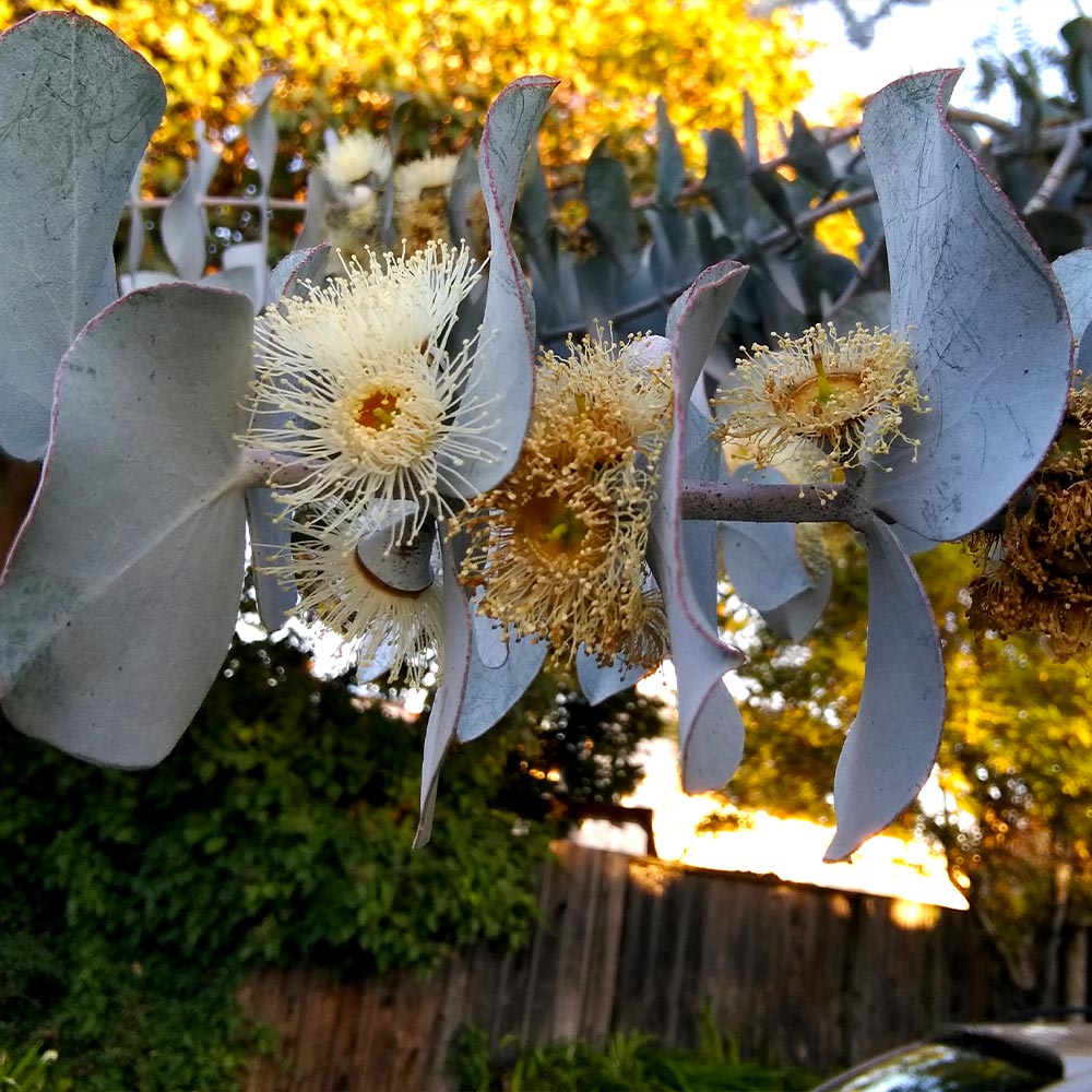 Silver Dollar Eucalyptus Tree