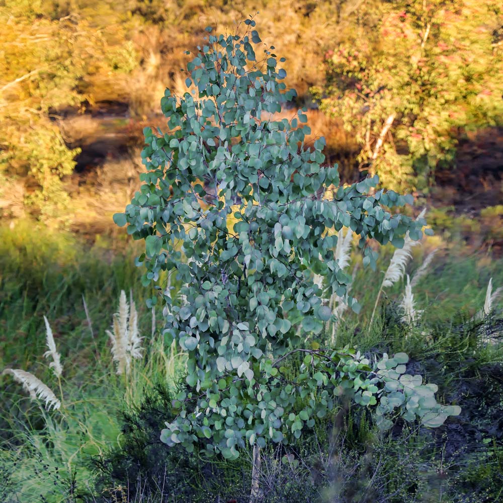 Silver Dollar Eucalyptus Tree