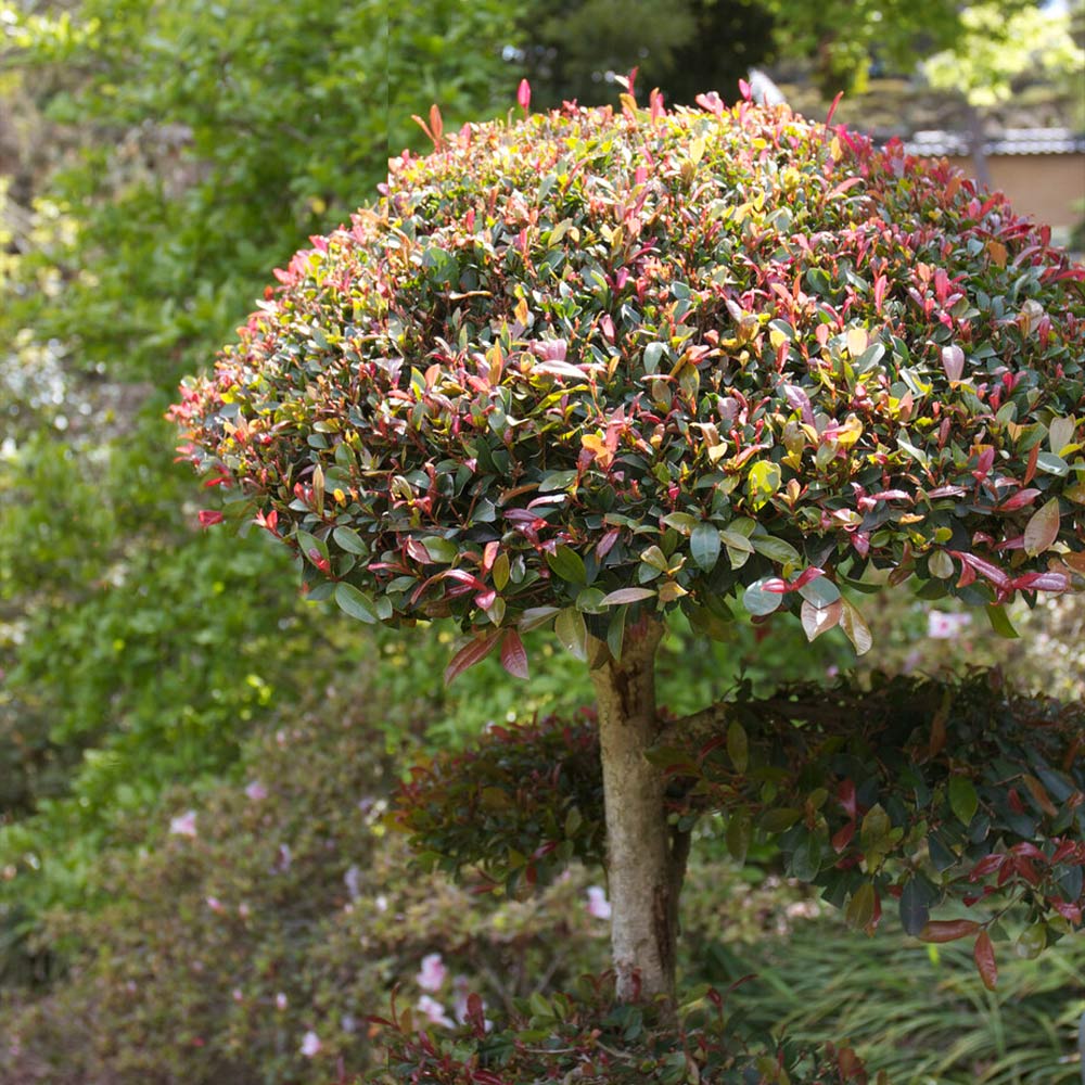 Eugenia Ball Topiary