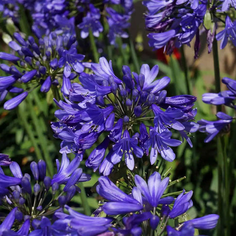 Ever Sapphire™ Agapanthus Plant