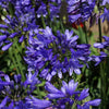 Ever Sapphire™ Agapanthus Plant