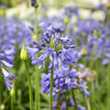 Ever Sapphire™ Agapanthus Plant