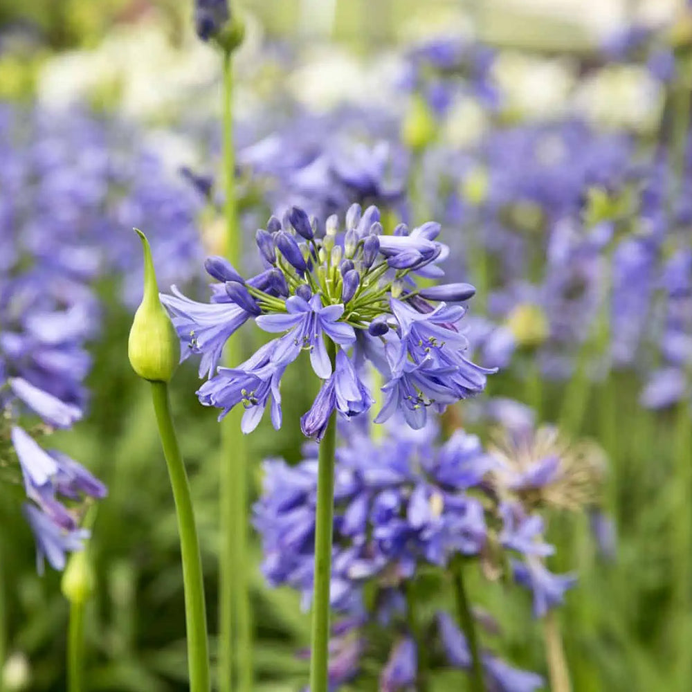 Ever Sapphire™ Agapanthus Plant