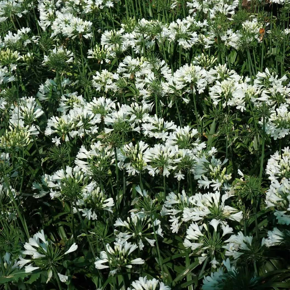 Ever White™ Agapanthus Plant