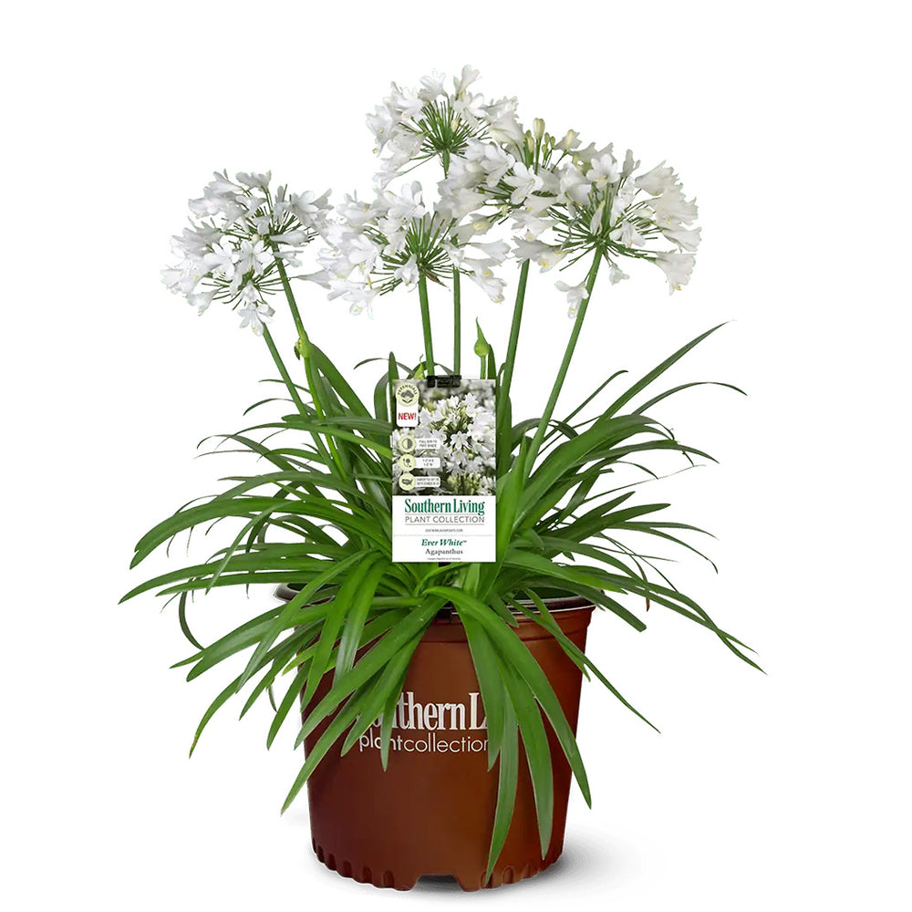 Ever White™ Agapanthus Plant
