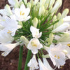 Ever White™ Agapanthus Plant