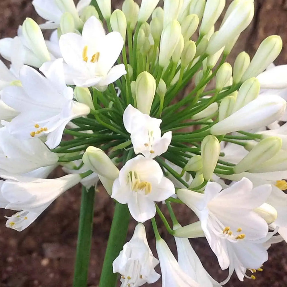 Ever White™ Agapanthus Plant