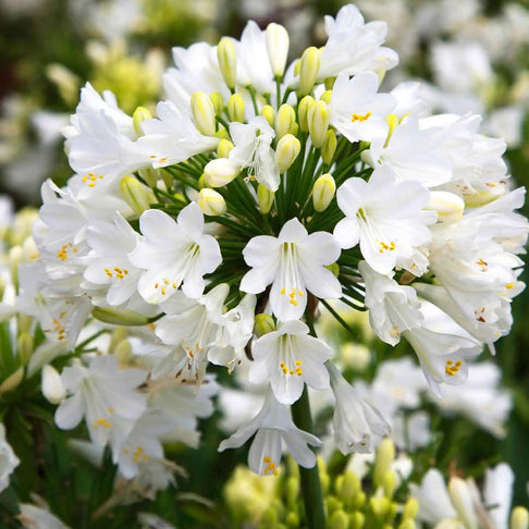 Ever White™ Agapanthus Plant