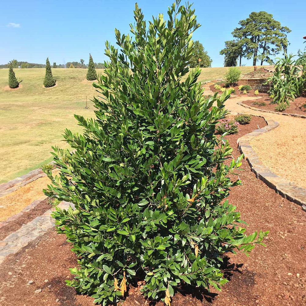 Everbrite™ Cherry Laurel