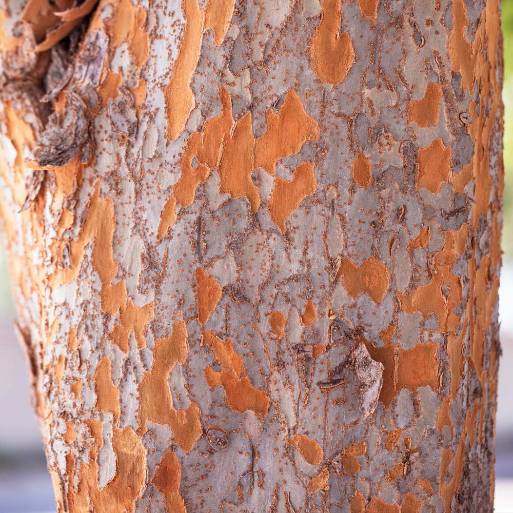 Everclear® Lacebark Elm Tree