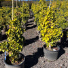 Everton Broom Ginkgo Tree