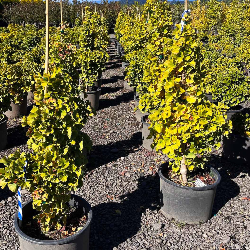 Everton Broom Ginkgo Tree