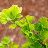 Everton Broom Ginkgo Tree