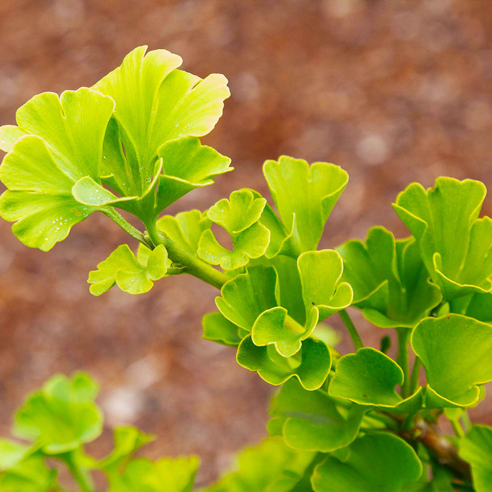 Everton Broom Ginkgo Tree