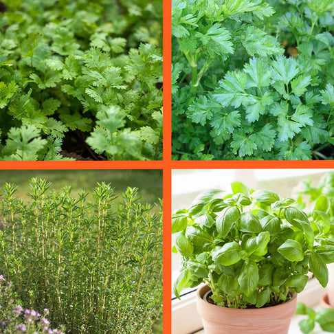 Kitchen Essential Organic Herb 4 Pack Plant