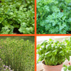 Kitchen Essential Organic Herb 4 Pack Plant