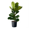 Ficus Lyrata Bush
