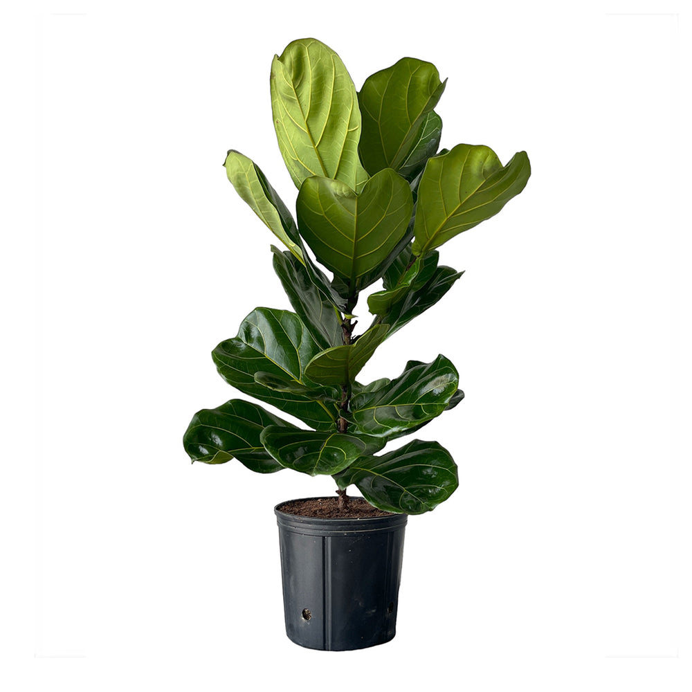Ficus Lyrata Bush