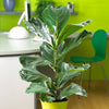 Ficus Lyrata Bush