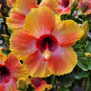 Fiesta Hibiscus