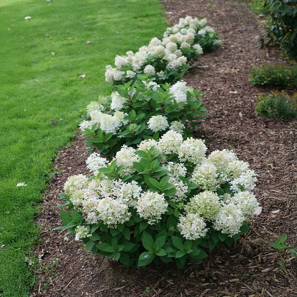 Proven Winners® Fire Light Tidbit® Hydrangea