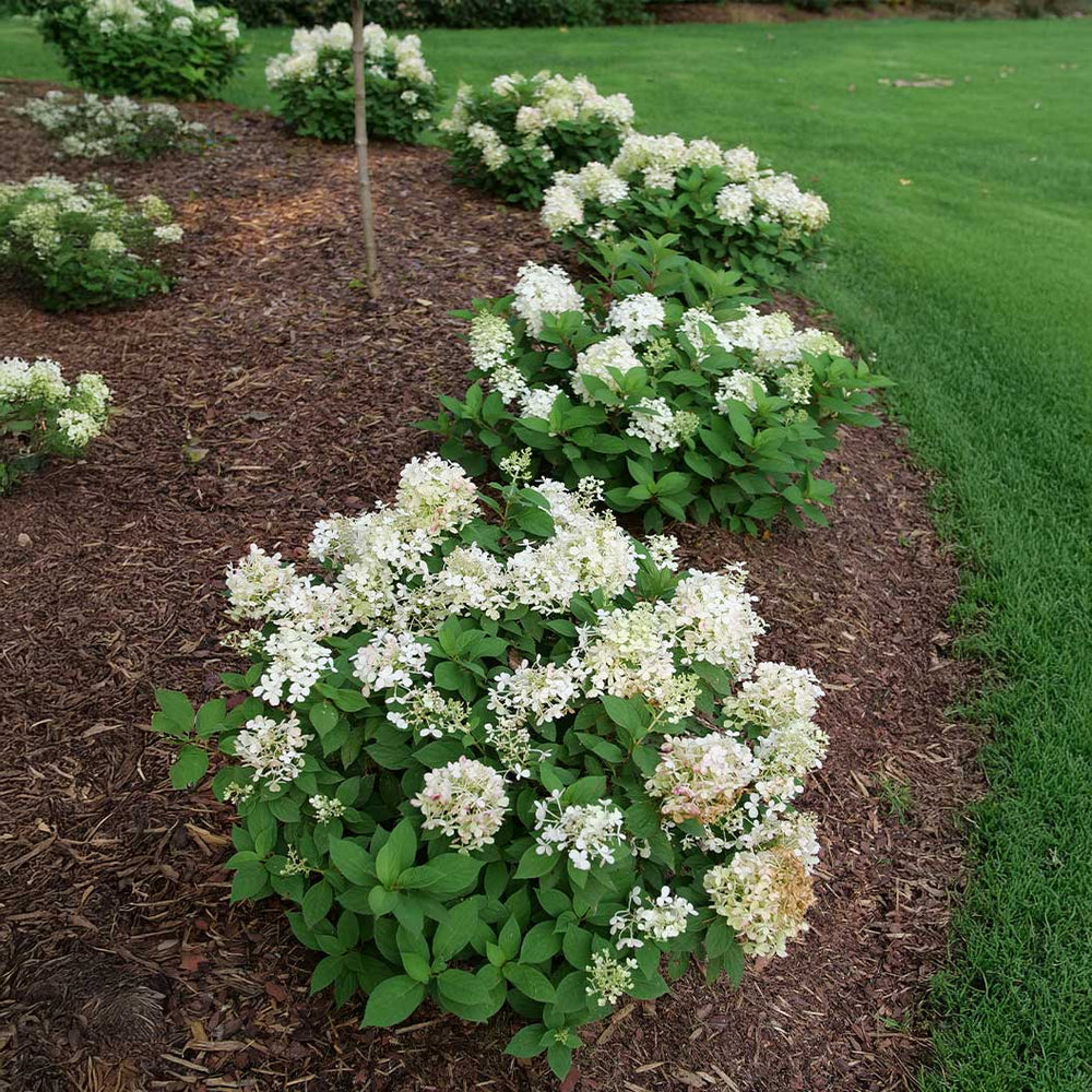 Proven Winners® Fire Light Tidbit® Hydrangea