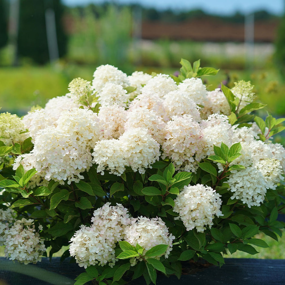 Proven Winners® Fire Light Tidbit® Hydrangea