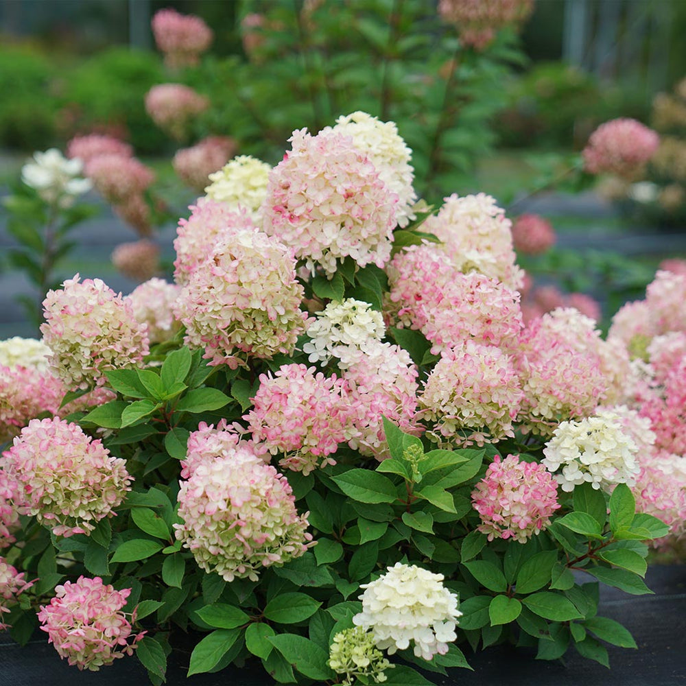 Proven Winners® Fire Light Tidbit® Hydrangea