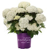 FlowerFull® Smooth Hydrangea