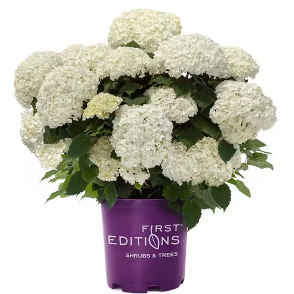 FlowerFull® Smooth Hydrangea