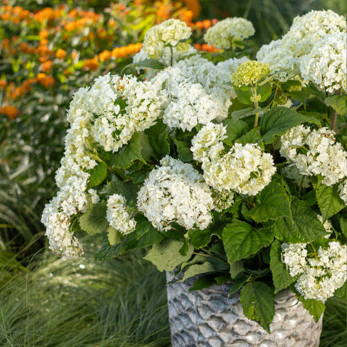 FlowerFull® Smooth Hydrangea