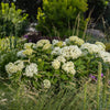 FlowerFull® Smooth Hydrangea