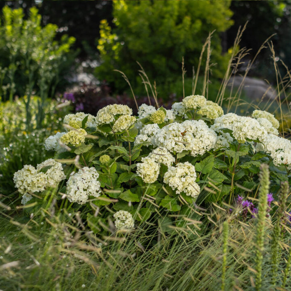 FlowerFull® Smooth Hydrangea