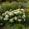 FlowerFull® Smooth Hydrangea