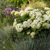 FlowerFull® Smooth Hydrangea