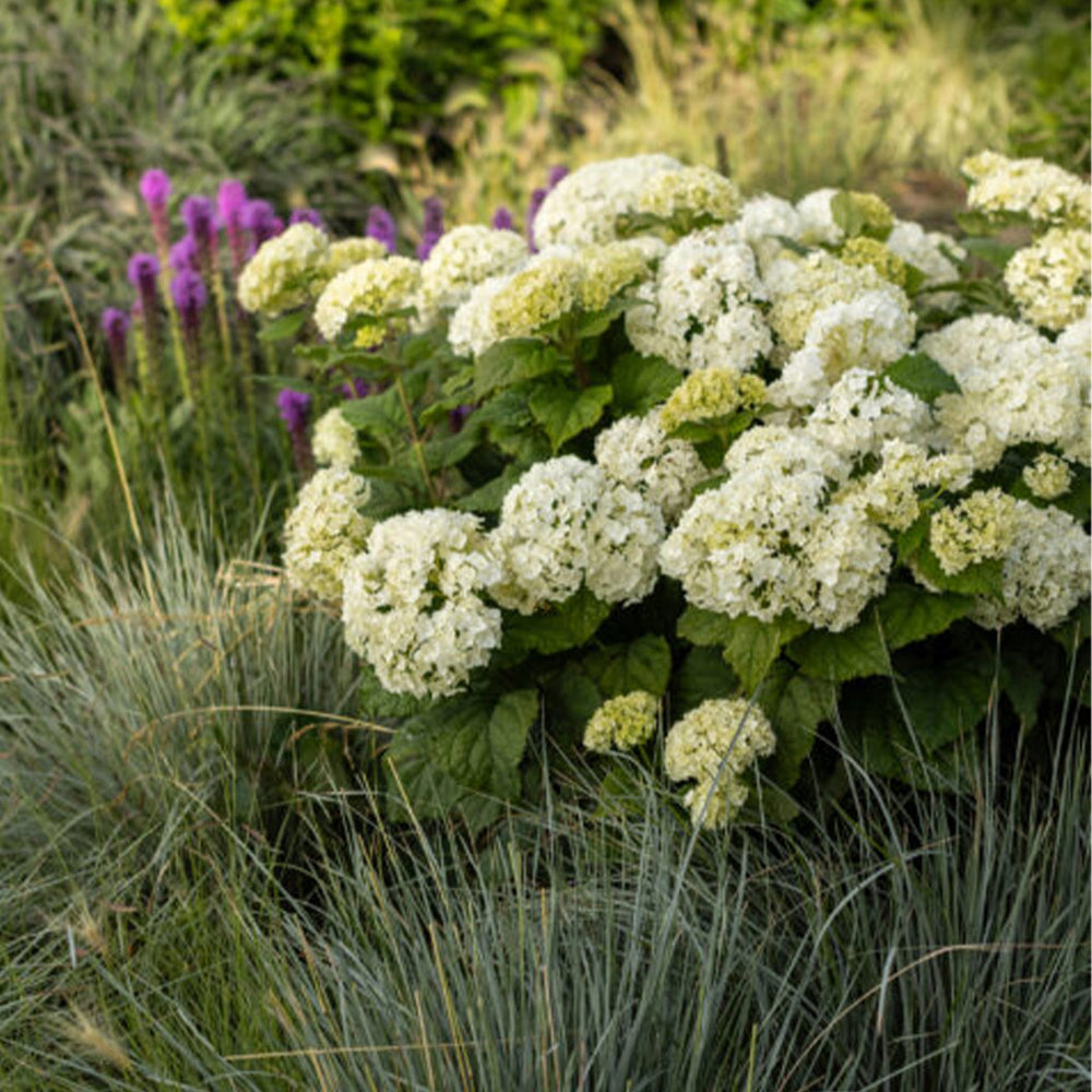 FlowerFull® Smooth Hydrangea